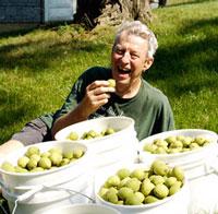 Tony Barnicle with his 2007 crop of walnuts.