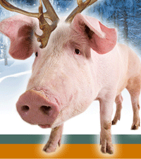 BCS Christmas Pig