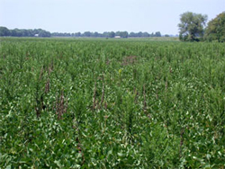 weeds mare's tail