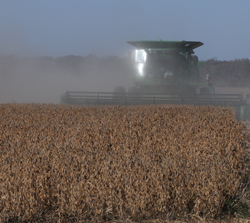 bean harvest