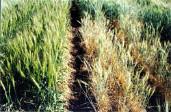 Drought Tolerant Wheat Comparison