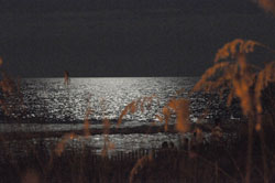 Carolina Beach Moon Light
