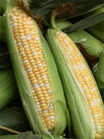 Sweet Corn