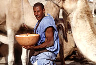 Camel Milking in Mauritania
