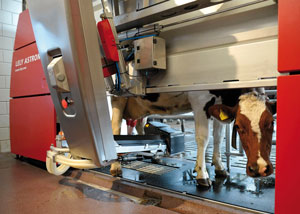 lely dairy milking