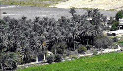 Iraq Date Palm Farm
