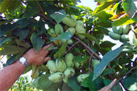 KSU Picture - Pawpaw Fruit