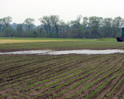 Water in Corn Field