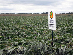 Corn Down From Hurricane Ike