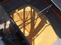 Farm Science Review Grain Unloading