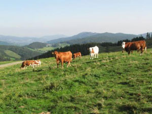 Austrian Cows