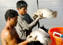 Fish Farming in Honduras