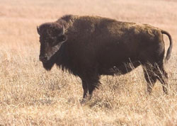 Bison - Photo courtesy of Oklahoma State University