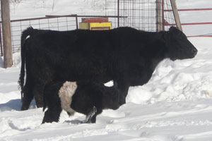 cow snow