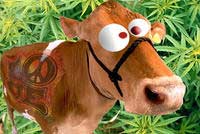 Stoned Cow