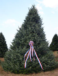 2005 White House Christmas Tree