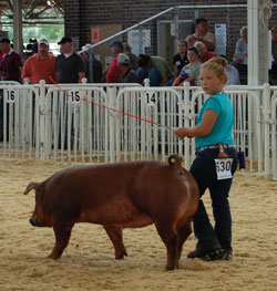 World Pork Expo 2008 youth swine show