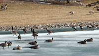 Frozen Pond Geese