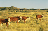 Prairie Grass