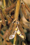 ARS Photo - Soybean Plant
