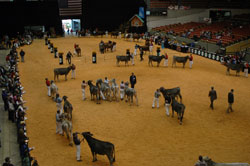 World Dairy Expo Show Ring