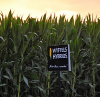 wyffels corn strategies illinois