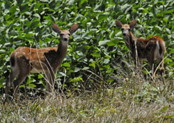 Bambi Twins