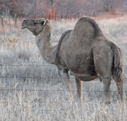 Camel