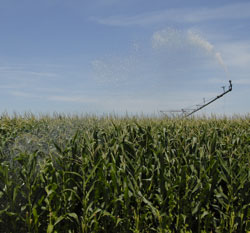 Irrigating Corn