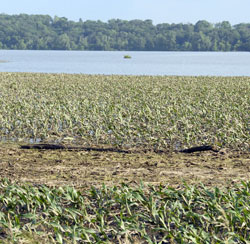 Corn Field Flooding